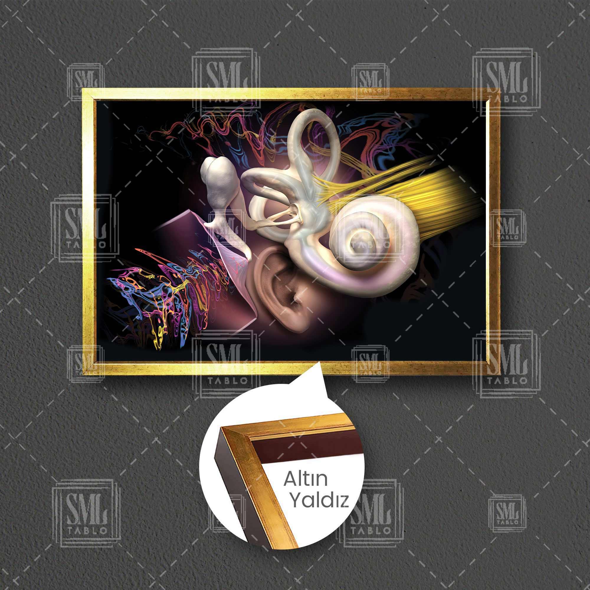 Kulak Anatomisi Ear Duyma Kulak Burun Boğaz Ent Çerçeveli Yatay Kanvas Tablo Kulak Anatomisi Ear Duyma Kulak Burun Boğaz Ent Çerçeveli Yatay Kanvas Tablo