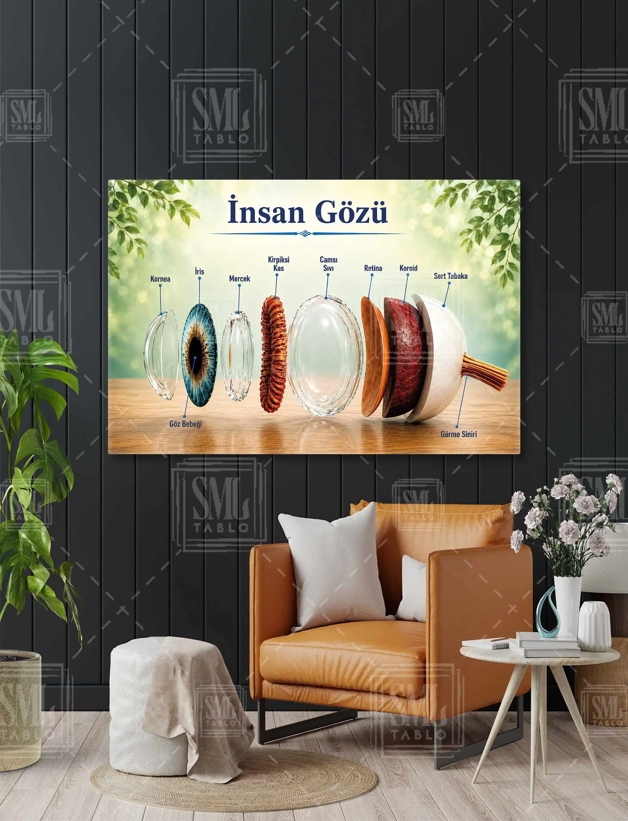 İnsan Gözü Kısımları Bölgeleri Gözün Kısımları Retina Kornea Merceği Yatay Kanvas Tablo